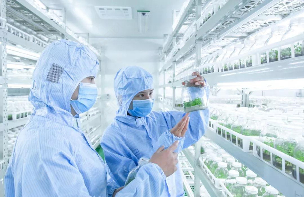 植物組培室設(shè)計的基本布局有哪些？植物組培室的基本布局有什么？